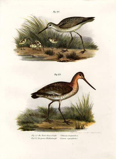 Andarríos bastardo, 1864 de German School